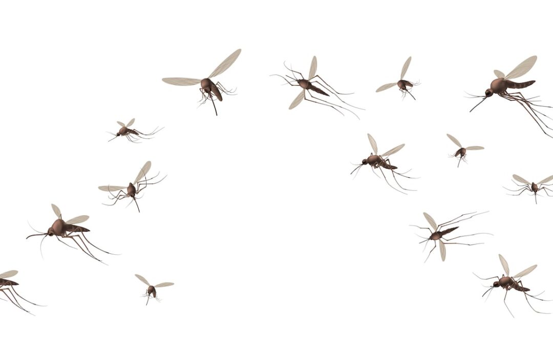 Conozca los olores que podrían atraer a los mosquitos a su hogar