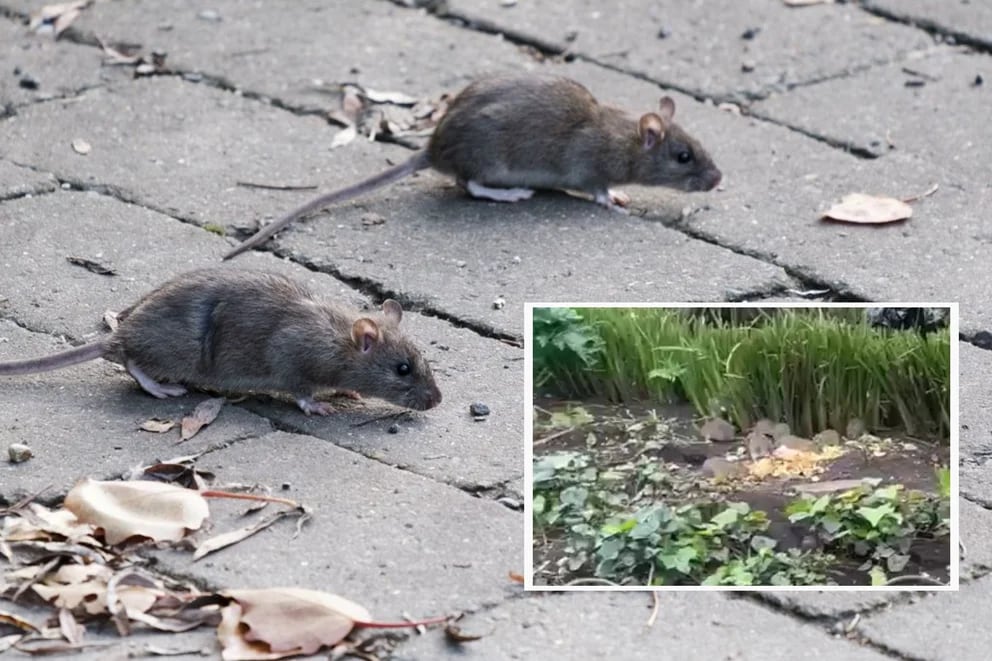 Las ratas invadieron Bogotá, ciudadanos culpan a Carlos Fernando Galán