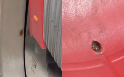 “Qué pulguero”: conductor de SITP explica aparición de plagas en los buses